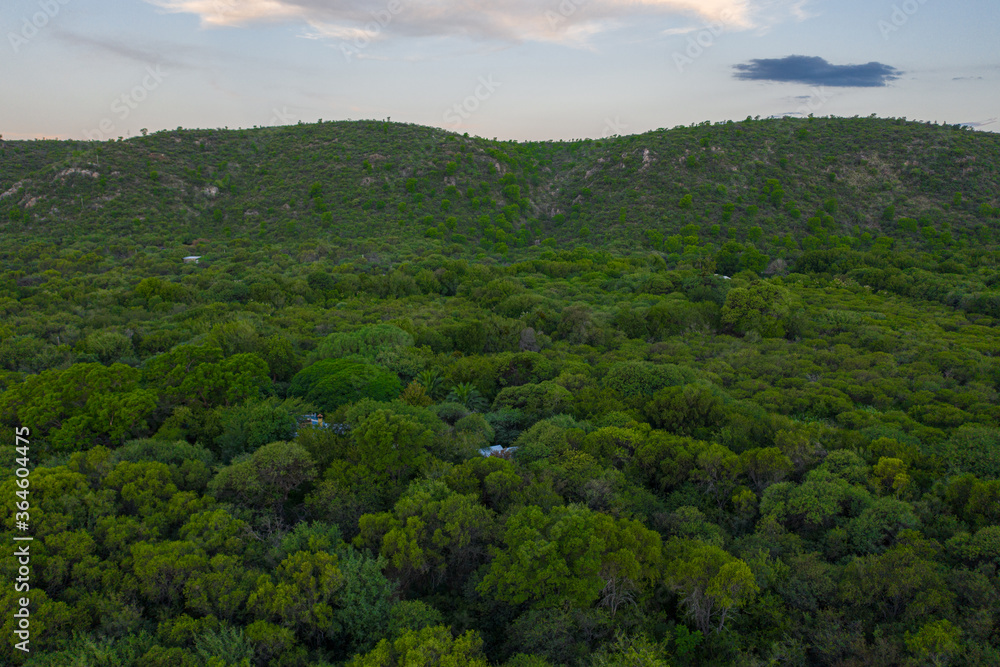 Fototapeta premium Aerial view of mountains covered with coniferous forests