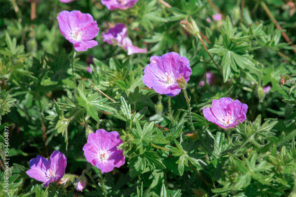 purple flowers on a background of green grass purple flowers on a background of green grass