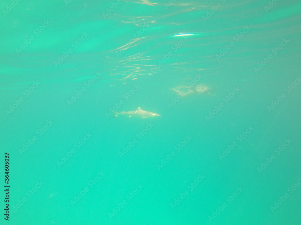 Requin derrière un nageur, lagon à Rangiroa, Polynésie française Requin derrière un nageur, lagon à Rangiroa, Polynésie française