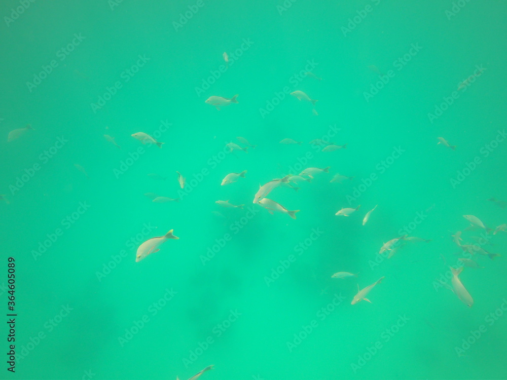 Poissons de lagon à Rangiroa, Polynésie française Poissons de lagon à Rangiroa, Polynésie française