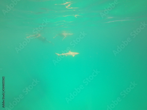 Requins de lagon et un nageur    Rangiroa  Polyn  sie fran  aise