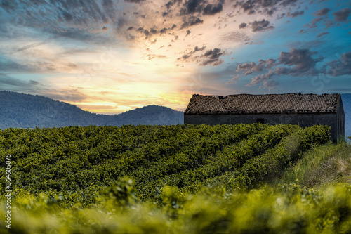 vineyard at sunset © Valentinos Loucaides