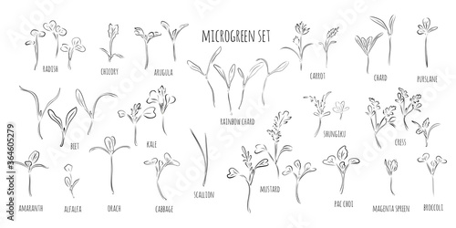 Big vector set of microgreens. Herbs - carrots, chicory, purslane, radishes, beets, shungiku, cabbage, kale, alfalfa, scallion, pac choi, broccoli, mustard, gress salad on white background, line.