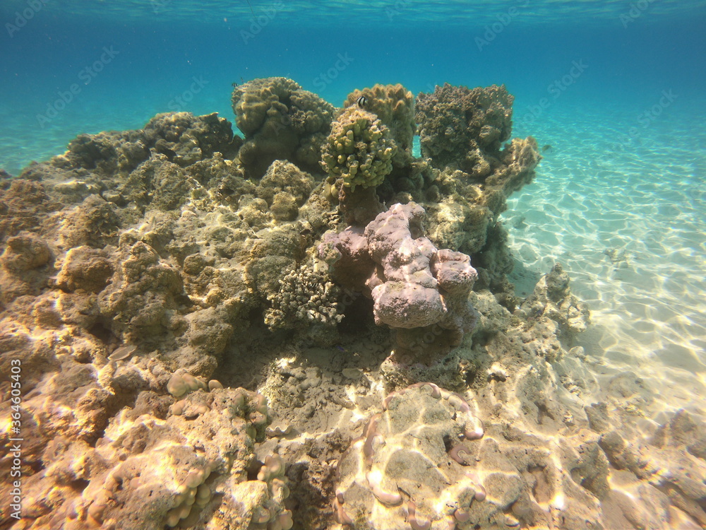 Récif de corail du lagon bleu à Rangiroa, Polynésie française Récif de corail du lagon bleu à Rangiroa, Polynésie française