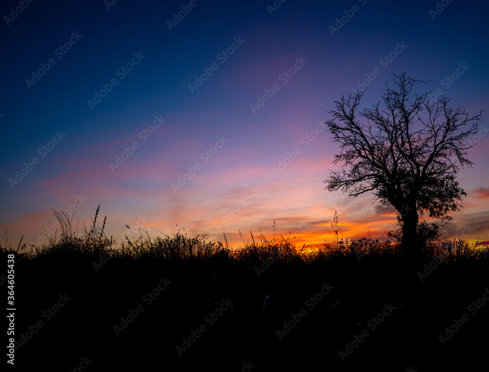 silhouette of a single tree at the right side of the framer at sunset with a red sky cloudy