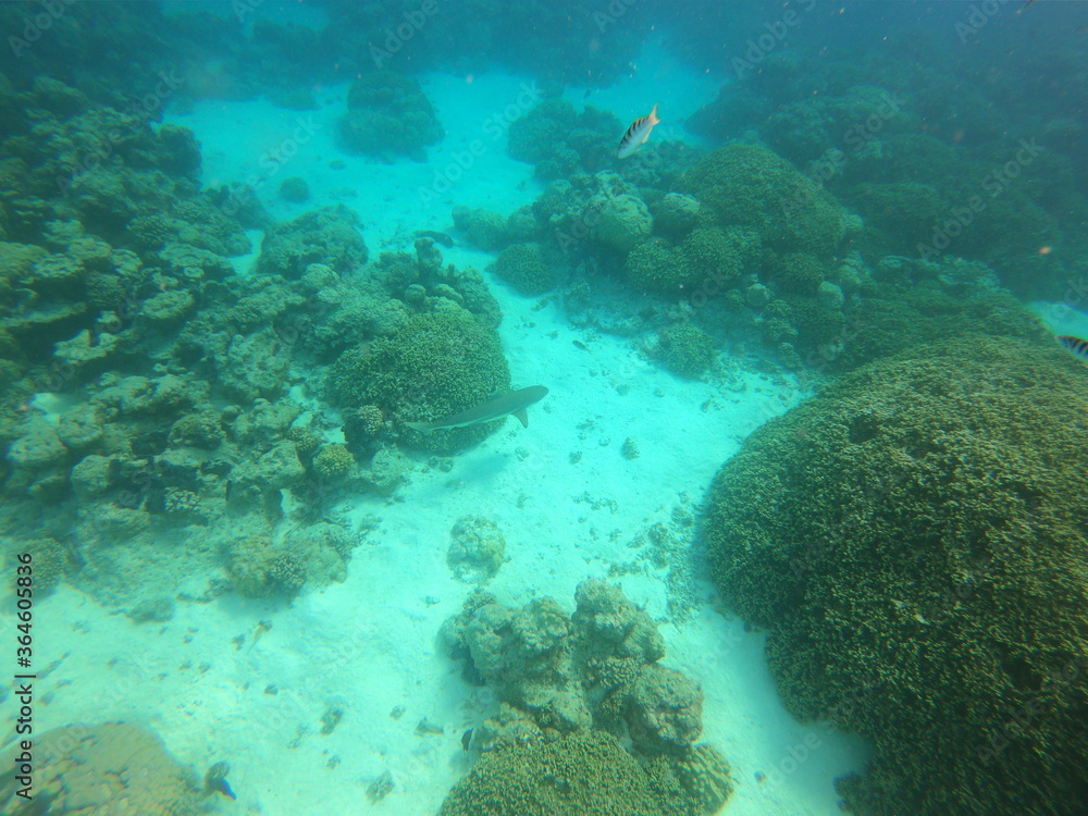 Fond marin de lagon à Rangiroa, Polynésie française	