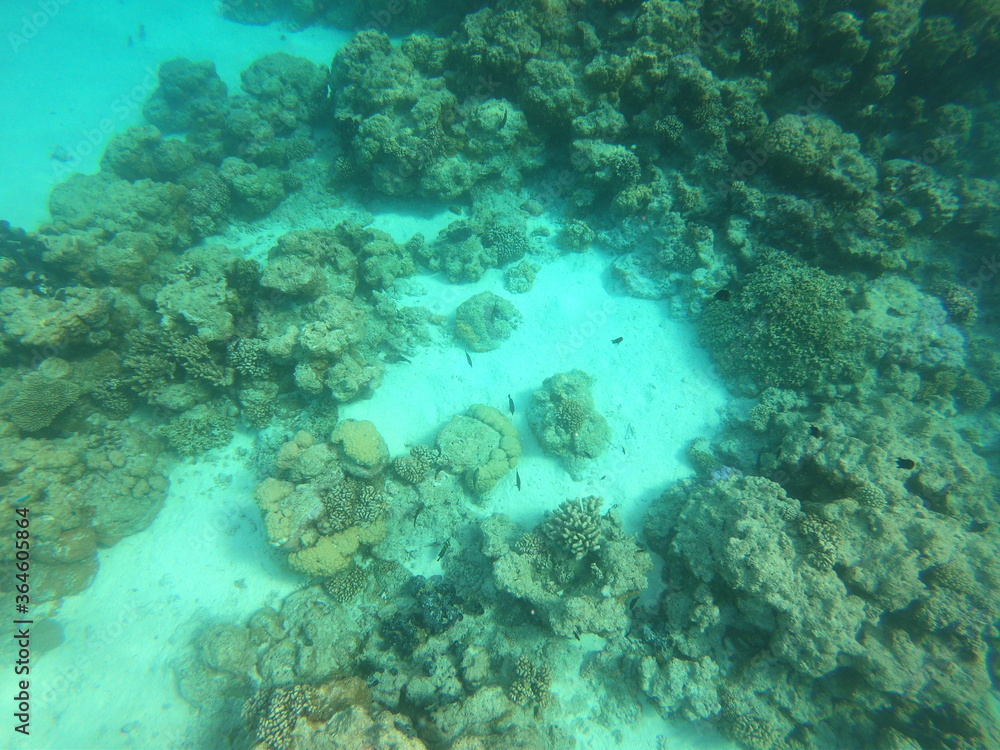 Fototapeta premium Lagon à Rangiroa, Polynésie française