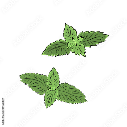 Colorful melissa hand drawn set. Green seasoning. Medicinal herbs and spices. Harvest green raw lemon balm branches, leaves. Herbal vector illustration isolated on white background.