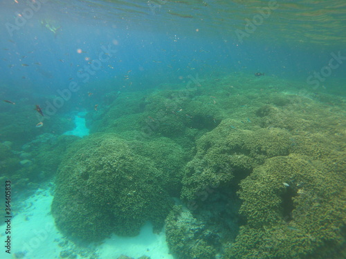 Récif corallien à Rangiroa, Polynésie française 