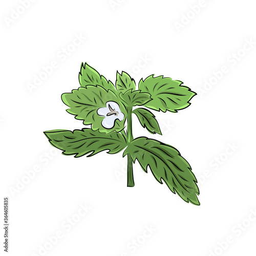 Colorful melissa hand drawn. Green seasoning. Medicinal herbs and spices. Harvest green raw lemon balm branches, leaves. Herbal vector illustration isolated on white background.