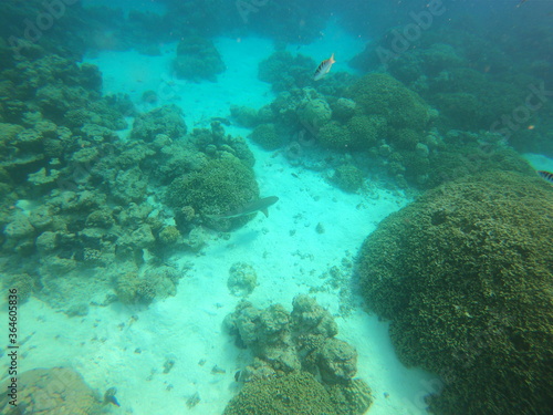 Fond marin de lagon à Rangiroa, Polynésie française 