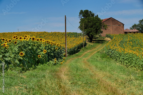 Girasoli sui Colli Tortonesi (AL) photo