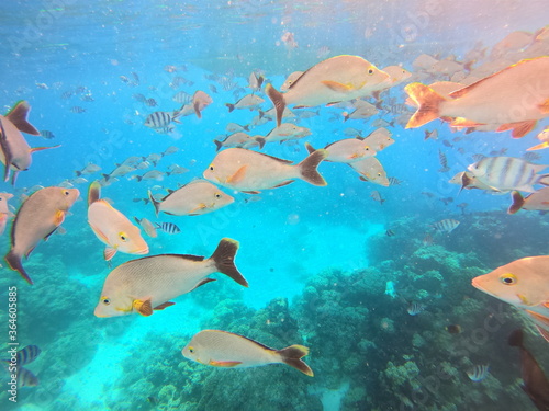 Banc de poissons de lagon à Rangiroa, Polynésie française © Atlantis