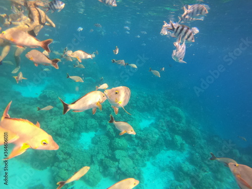 Banc de poissons de lagon à Rangiroa, Polynésie française © Atlantis