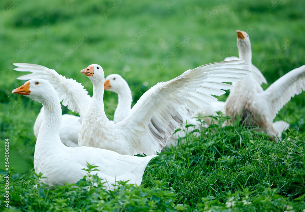 white geese on the green grass opened the wings attacking the lifting white geese on the green grass opened the wings attacking the lifting