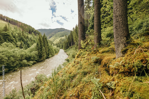 A close up of a hillside next to a forest