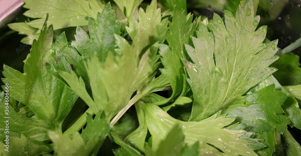 The beautiful leaves of celery. Widely used in broths, giving an incredible flavor to the preparation. The beautiful leaves of celery. Widely used in broths, giving an incredible flavor to the preparation.