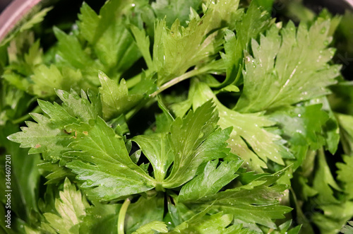 The beautiful leaves of celery. Widely used in broths, giving an incredible flavor to the preparation.