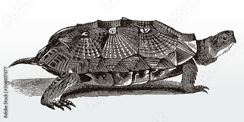 Endangered wood turtle glyptemys insculpta, endemic to North America in side view after antique illustration from 19th century