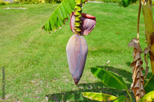 Foto Red banana flower on a tropical banana plantain  tree
