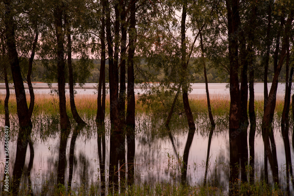 Willows grow out of the water, trunks reflected in the lake, lit by the setting sun. Willows grow out of the water, trunks reflected in the lake, lit by the setting sun.