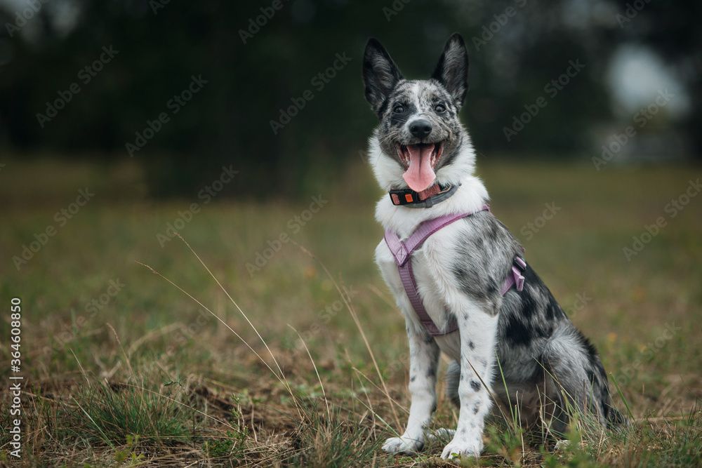 Border collie puppy at the grass field