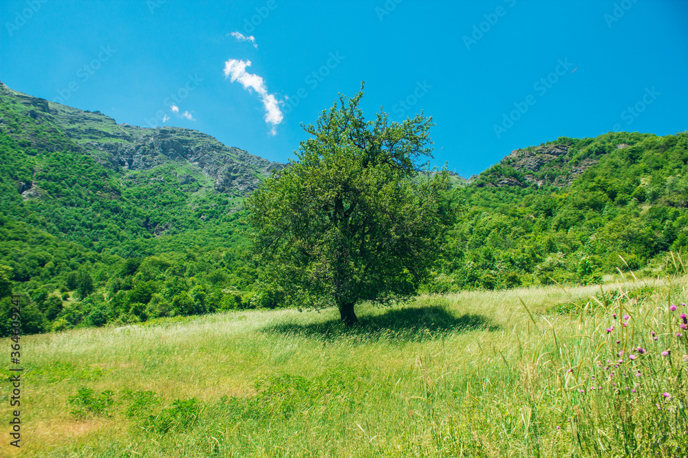 tree in the open area near the forest
