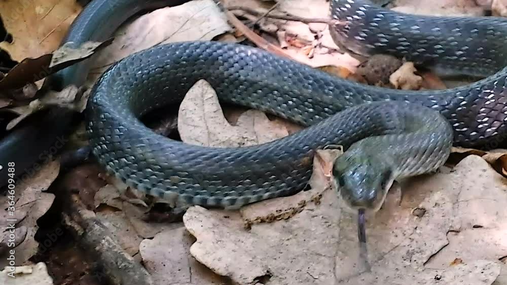 The snake moves almost in place while her whole body is in motion due to the excitement and fear that has befallen the emitting warning sound. The snake moves almost in place while her whole body is in motion due to the excitement and fear that has befallen the emitting warning sound.