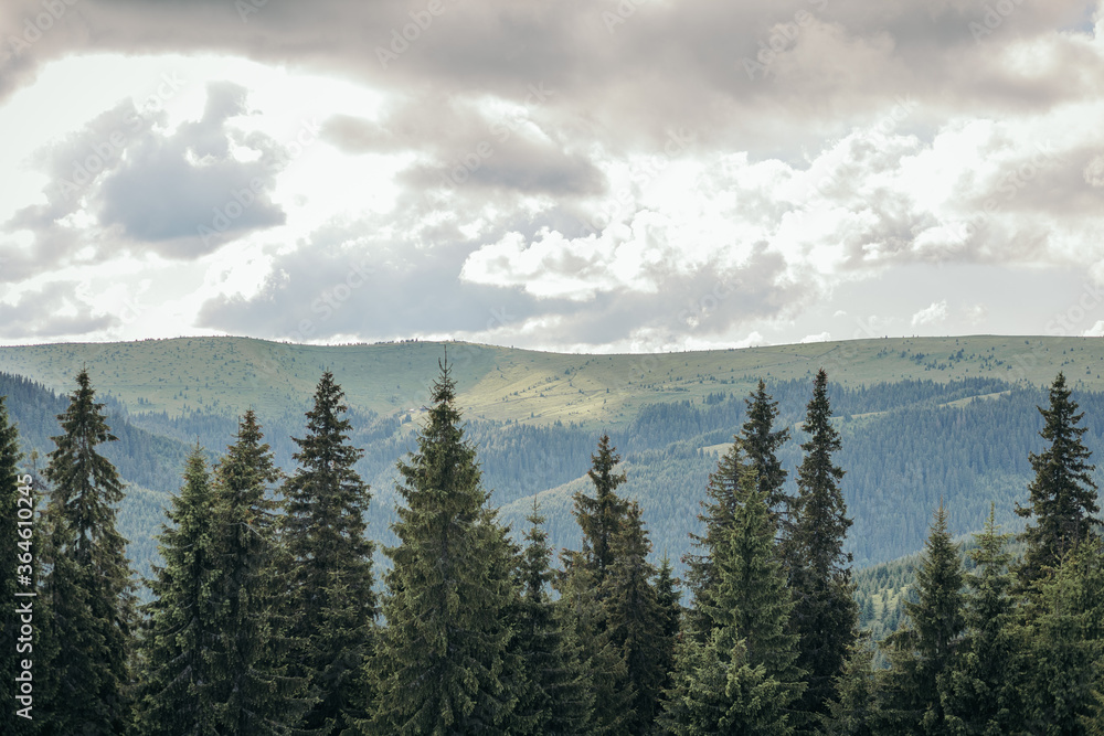A tree with a mountain in the background