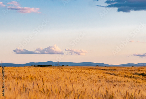 View on mountains of Sudetes and wheat field in Poland