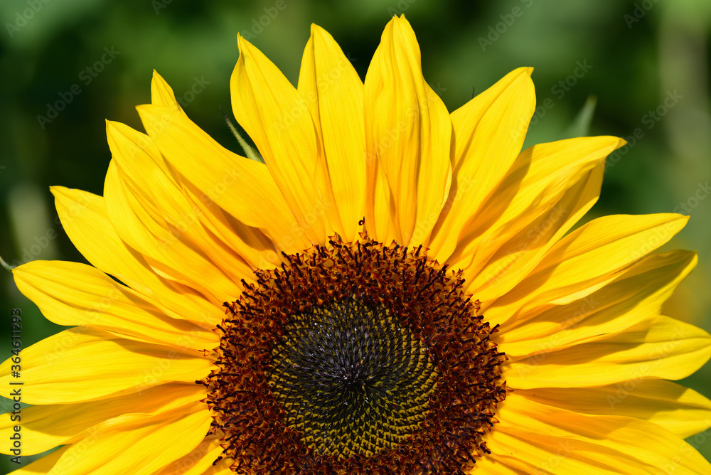 a yellow sunflower blooms against a green background in nature a yellow sunflower blooms against a green background in nature