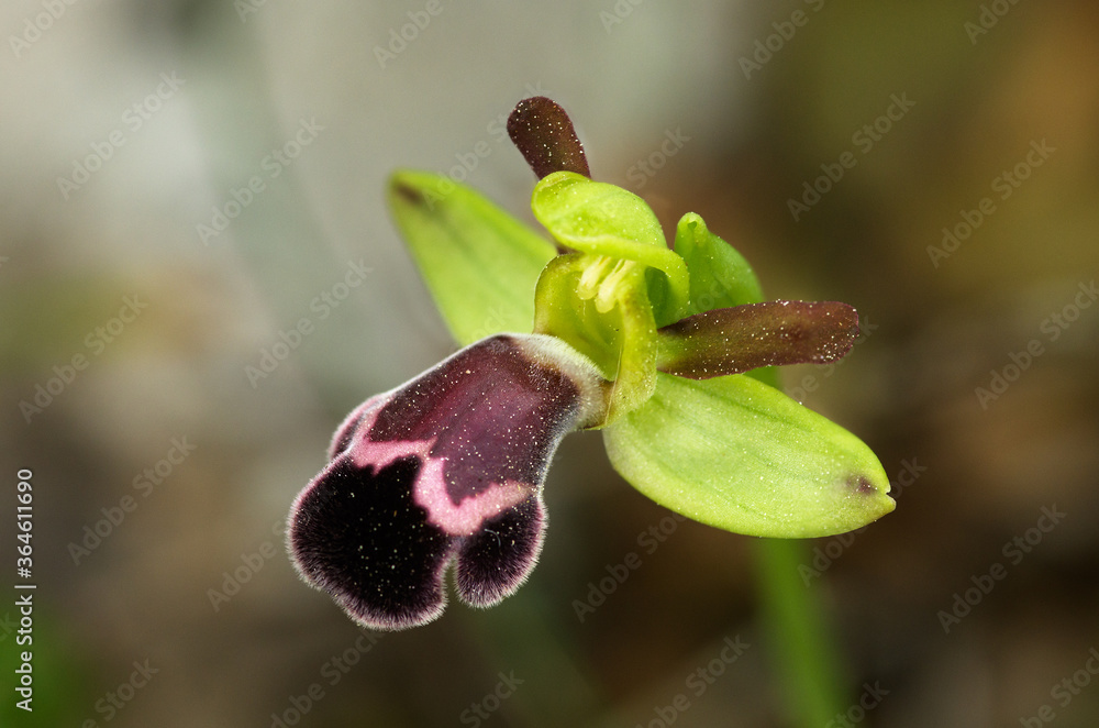 Perspective of a single Omega Ophrys flower - Ophrys dyris Perspective of a single Omega Ophrys flower - Ophrys dyris