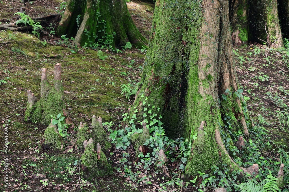 Fototapeta premium ラクウショウ 呼吸根