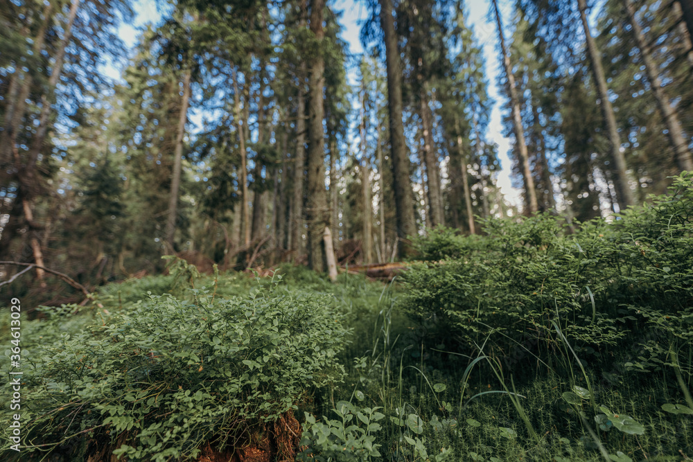 A tree in a forest A tree in a forest