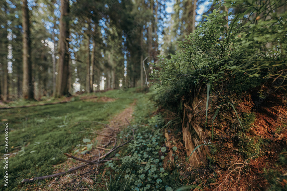 Fototapeta premium A tree in a forest