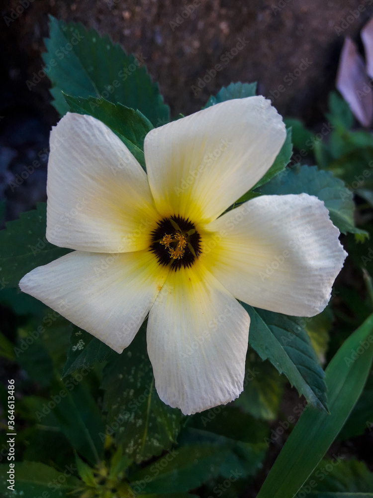 Uma flor de Chanana - Boa Noite - Onze horas - Turnera subulata Uma flor de Chanana - Boa Noite - Onze horas - Turnera subulata