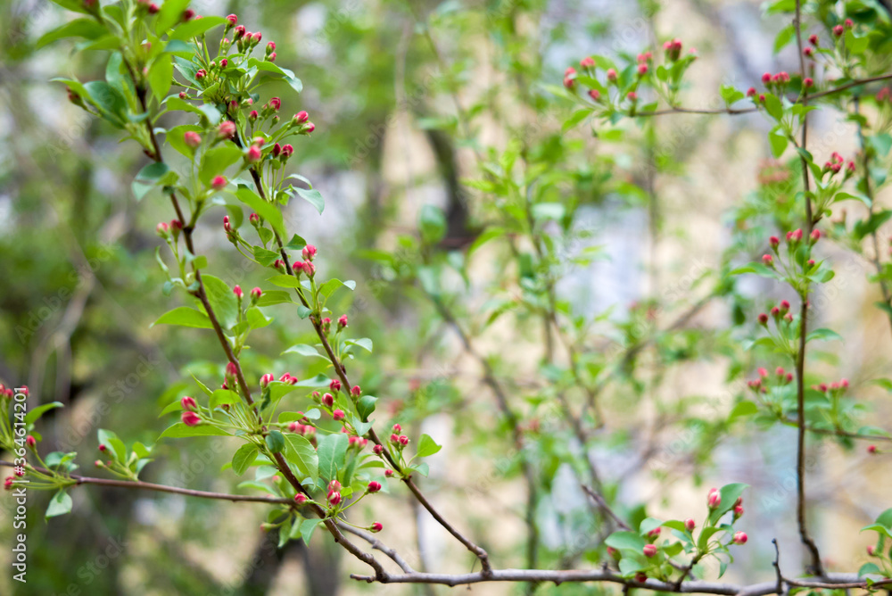 Siberian apple tree, Pallas apple tree, Berry apple tree, Malus baccata, apple flowers, beautiful flowers, spring, Far East, plant, tree, flower, pink flower, red flower, closeup Siberian apple tree, Pallas apple tree, Berry apple tree, Malus baccata, apple flowers, beautiful flowers, spring, Far East, plant, tree, flower, pink flower, red flower, closeup