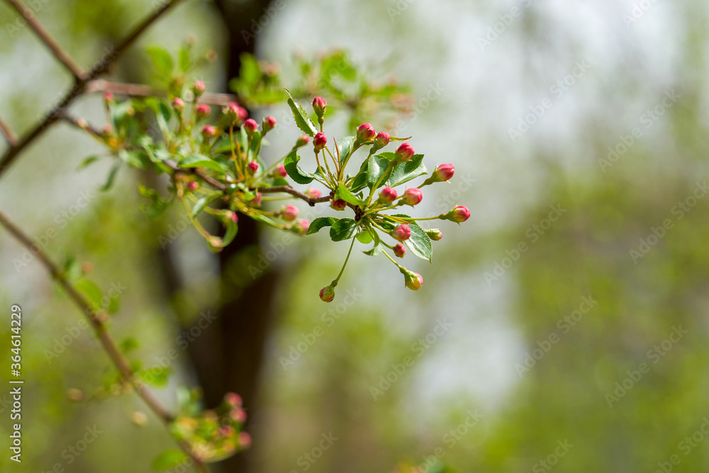 Siberian apple tree, Pallas apple tree, Berry apple tree, Malus baccata, apple tree flowers, spring, Russia, Far East, plant, tree, flower, pink flower, red flower, closeup Siberian apple tree, Pallas apple tree, Berry apple tree, Malus baccata, apple tree flowers, spring, Russia, Far East, plant, tree, flower, pink flower, red flower, closeup