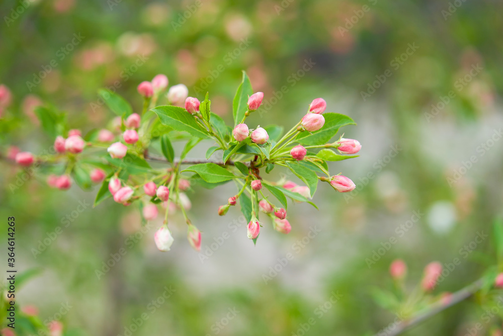 Siberian apple tree, Pallas apple tree, Berry apple tree, Malus baccata, apple tree flowers, spring, Russia, plant, flower, pink flower, red flower, closeup Siberian apple tree, Pallas apple tree, Berry apple tree, Malus baccata, apple tree flowers, spring, Russia, plant, flower, pink flower, red flower, closeup