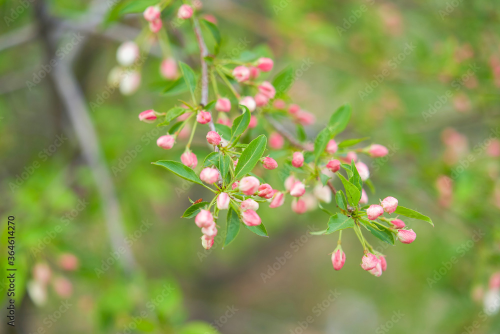 Siberian apple tree, Pallas apple tree, Berry apple tree, Malus baccata, apple tree flowers, spring, Russia, plant, flower, pink flower, red flower
Siberian apple tree, Pallas apple tree, Berry apple tree, Malus baccata, apple tree flowers, spring, Russia, plant, flower, pink flower, red flower