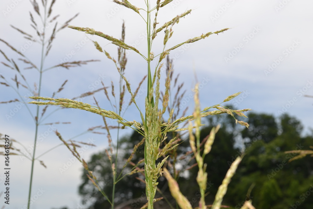 grass in the wind grass in the wind
