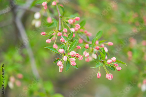  Siberian apple tree, Pallas apple tree, Berry apple tree, Malus baccata, apple tree flowers, spring, Russia, plant, flower, pink flower, red flower