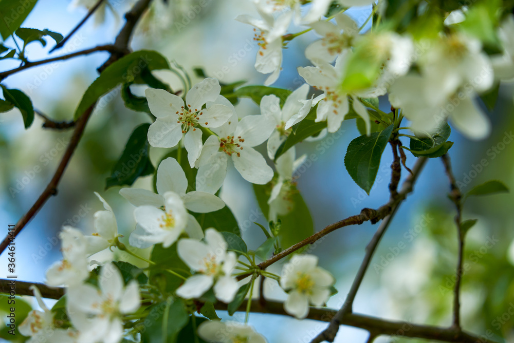 Apple Berry, Apple-tree of Pallas, Siberian apple-tree, Malus baccata, Flowers of apple-tree, spring, Siberia, plant, flower, white flower Apple Berry, Apple-tree of Pallas, Siberian apple-tree, Malus baccata, Flowers of apple-tree, spring, Siberia, plant, flower, white flower