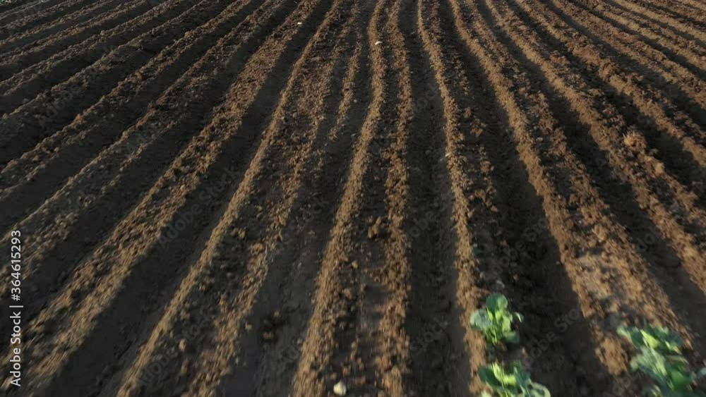 Cabbage plantation in the field. Vegetables grow in a rows. Aerial view from drone Cabbage plantation in the field. Vegetables grow in a rows. Aerial view from drone