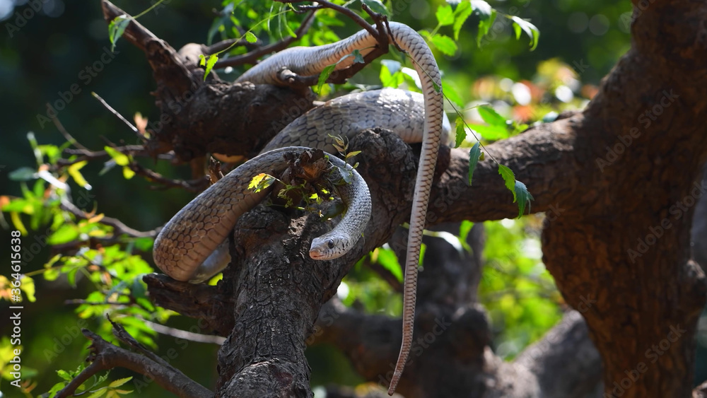 A snake crawling along the branches of a tree tree A snake crawling along the branches of a tree tree