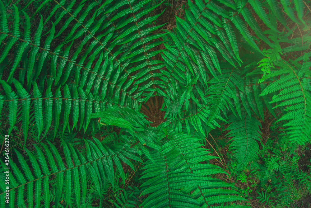 Abstract green leaf texture in natural background, aerial view of tropical leaf