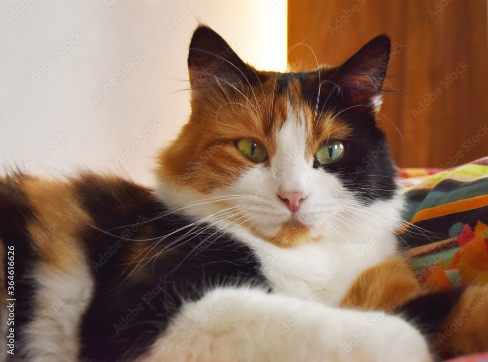 portrait of three colors cat