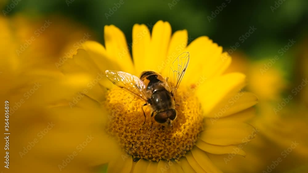 Bee collects pollen from a meadow flower. Insect bees collect nectar during the honey collection season. Bee collects pollen from a meadow flower. Insect bees collect nectar during the honey collection season.