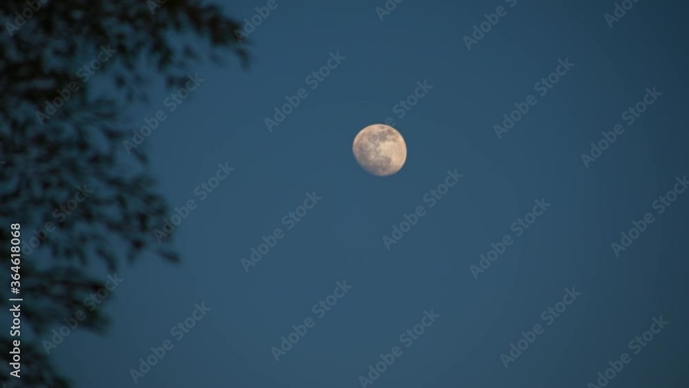 Closeup of the moon in the sky at night, bamboo leaves in the foreground, zoom Closeup of the moon in the sky at night, bamboo leaves in the foreground, zoom