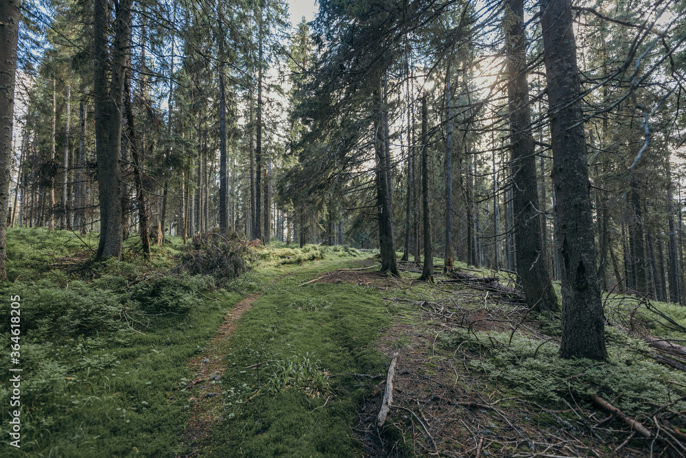 Fototapeta premium A tree in a forest